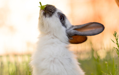 Wall Mural - rabbit on spring nature in the grass