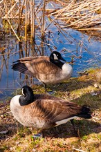 Vertical Shot Of Two Canada Geese  At A Pond