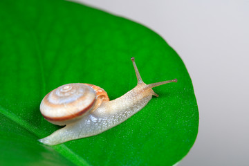 Snails on green leaves