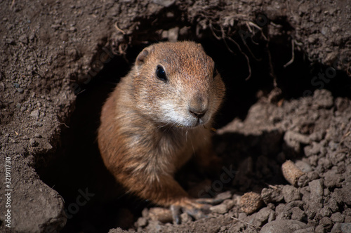 Fotomural Prairie Dog sticking it's head outside the den at a zoo in Upstate NY