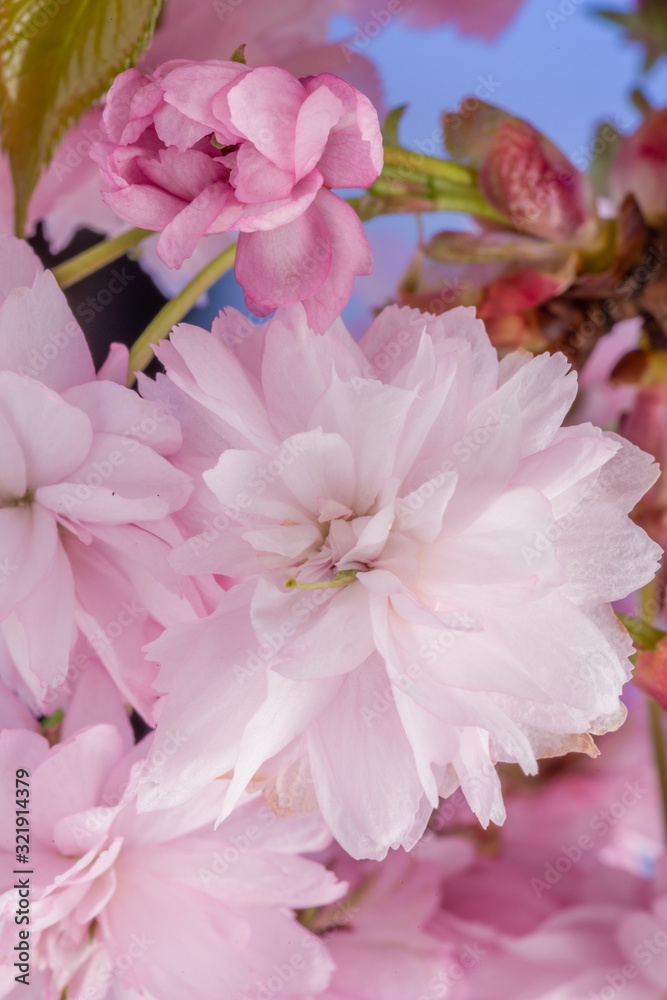 Różowe kwiaty wiśni japońskiej - obrazy, fototapety, plakaty 