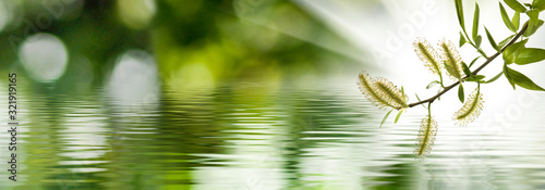 Fotomural image of a tree branch above the water