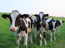 Holstein Cows Curious