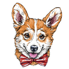 Wall Mural - Vintage retro hipster style sketch of funny Pembroke Welsh corgi dog in glasses. vector illustration.