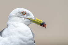 Seagull Close Up Portrait