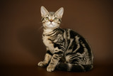 Fototapeta  - American shorthair cat on colored backgrounds