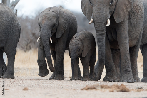 Dekoracja na wymiar  stado-sloni-rodzina-sloni-na-pustyni