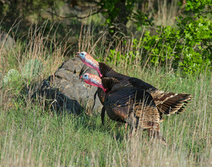 Wall Mural - Male Turkeys in the Wichita Mountains