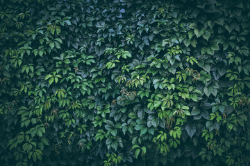 green plant leaves background, foliage wall, toned