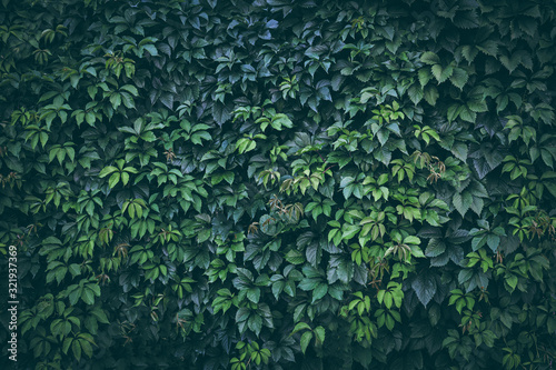 Fotografía Green plant leaves background, foliage wall, toned
