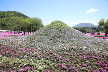 Wall Mural - Shiba-Sakura (Phlox subulata) Festival near Mount Fuji, Yamanashi, Japan