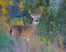A White-tailed Deer Buck In The Wichita Mountains