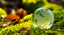 Globe On Moss In Forest - Ecology - Europe And Africa