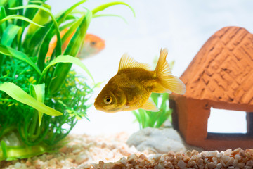 Canvas Print - Gold fish or goldfish floating swimming underwater in fresh aquarium tank with green plant.