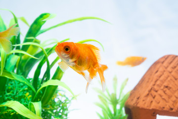 Wall Mural - Gold fish or goldfish floating swimming underwater in fresh aquarium tank with green plant.