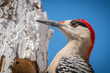 West Indian Woodpecker - Melanerpes superciliaris - Closeup