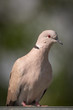 Eurasian collared dove  - Streptopelia decaocto - Closeup
