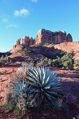 Wall Mural - Agave on Cathedral Rock Trail near Sedona, Arizona with Cathedral Rock in background on clear winter morning.