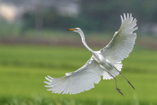 White Egret Flying Over A Green Rice Field