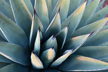 Detail Of Agave Plant In Sedona, Arizona Backcountry Showing Stiff Spines That Resulted In Name Cowboy Killer .