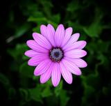 Fototapeta Kosmos - Pale purple flower with green floral background and vignette effect.
