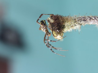 spider