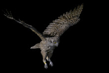Flying Blakiston's Fish Owl Portrait