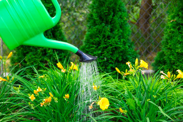 Sticker - pouring water on yellow garden flowers with watering can