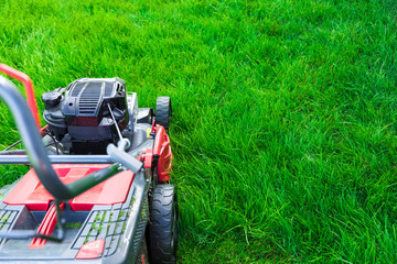 Wall Mural - Lawn mower cutting green grass in backyard, mowing lawn