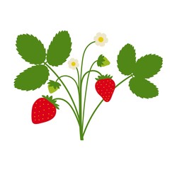 Wall Mural - Strawberry plant drawing with leaves, berries and flowers. Cute cartoon flat design isolated on white. Vector