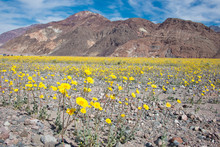 Yellow Flower Field In Death Valley With Mountains And Clouds In The Background