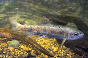 Wall Mural - Blunt-snouted lenok ( Brachymystax tumensis ), otherwise known as Asiatic trout or Manchurian trout swimming in aquarium.