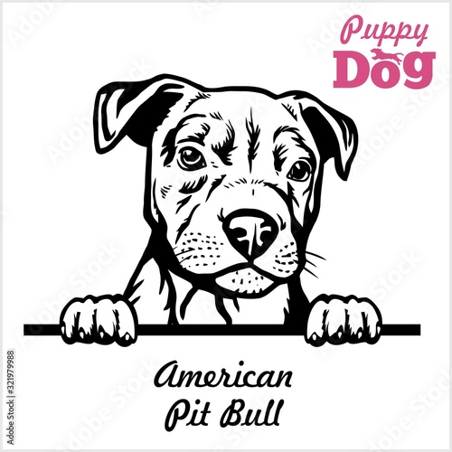 Cuadros en Lienzo Puppy American Pit Bull - Peeking Dogs - breed face head isolated on white