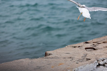 Marine Background. A Seagull Takes Off From A Pier On A Sunny Summer Day.