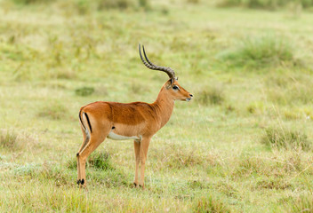 Wall Mural - Impala Gazelle medium-sized antelope, Amboseli, Africa