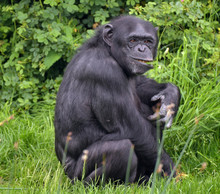 Chimpanzees, Acinonyx Jubatus, Exploring Grassland 
