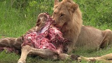 Graphic Footage Of A Male Lion Feeding On The Carcass Of A Giraffe In The Timbavati Game Reserve, Kruger South Africa.