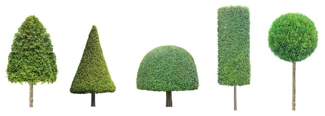 collection set of different shape of topiary tree isolated on white background for formal Japanese and English style artistic design garden with clipping path