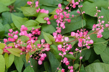 Antigonon Leptopus Or Mexican Creeper Or Coral Vine Green Plant  With Pink Flowers