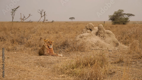 A lion sits thoughtfully in the middle of a dry savannah in South Africa Wallpaper Mural