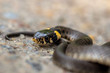 Detailed close up of a grass snake crawling in sand