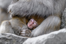 Japanese Snow Monkey Baby Cuddling With Mother