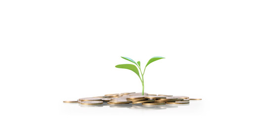 Plant tree growing out of gold coins investment and saving concept