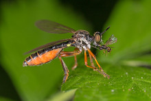 Dioctria Hyalipennis Is A Genus Of Robber Fly In The Family Asilidae.