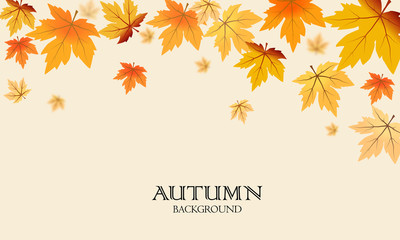 Wall Mural - autumn maple leaves background use for decorate, website, logo etc . vector illustration