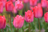 Fototapeta Tulipany - チューリップの花　春イメージ