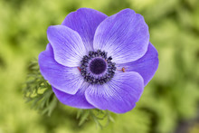 风飞花免费图片 Public Domain Pictures 风飞花免费图片 Public Domain Pictures