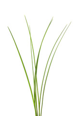 Wall Mural - Grass tuft