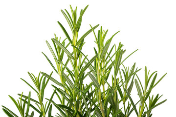 Poster - Rosemary plants