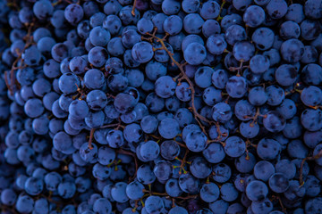 Ripe grapes as a background.